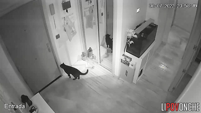 An ordinary family's routine in the corridor, spy cam