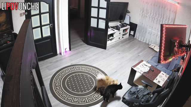 Furry friends are fooling around in the living room
