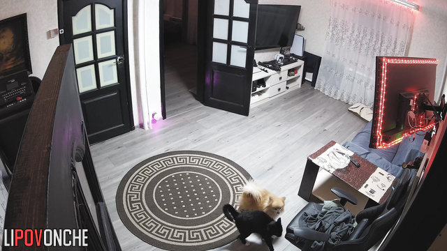 Furry friends are fooling around in the living room