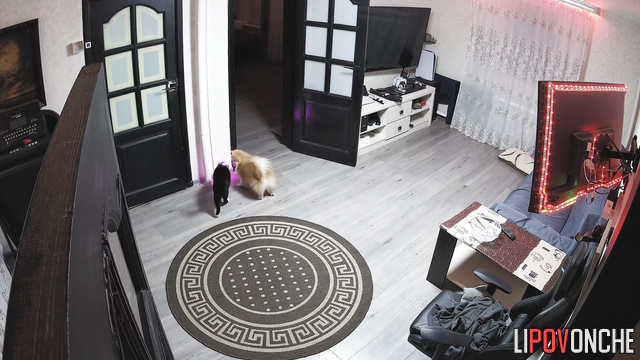 Furry friends are fooling around in the living room