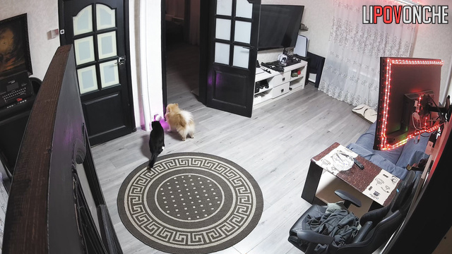 Furry friends are fooling around in the living room