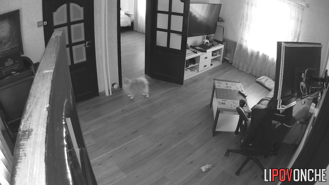 A bearded man actively plays with his cock while watching sex videos with his mistress
