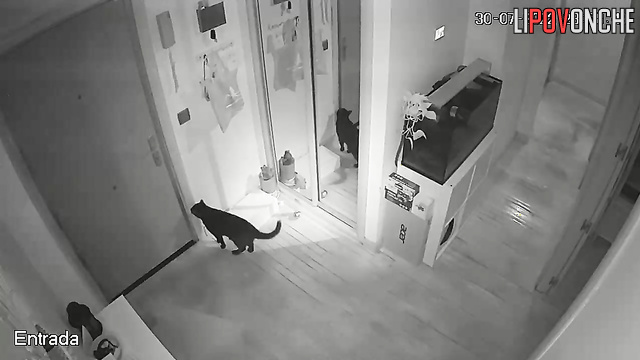 Pregnant woman, her husband and dog came back from a walk